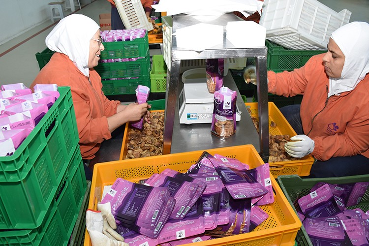 Kuru incir yüz güldürüyor