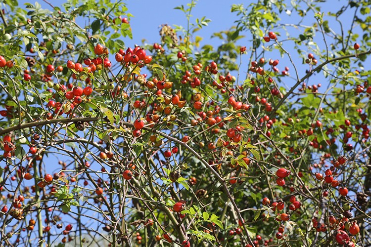 Kuşburnu yeni geçim kaynağı