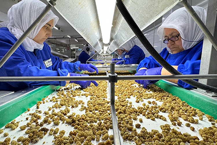 6 aylık kuru meyve ihracatı yüzde 15'lik artışla 829 milyon dolara yükseldi