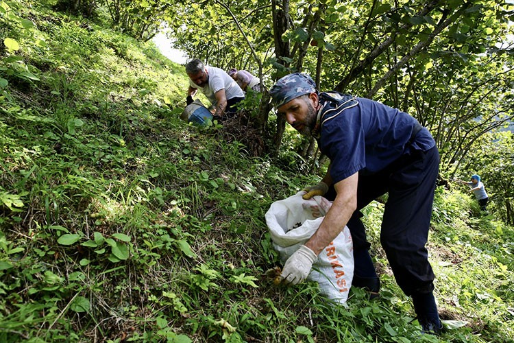 Fındık üreticileri yerden hasat yöntemiyle tasarruf ediyor