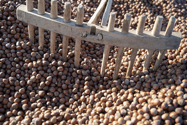 Fındığın kurutulduğu adres bu yıl Şebinkarahisar oldu