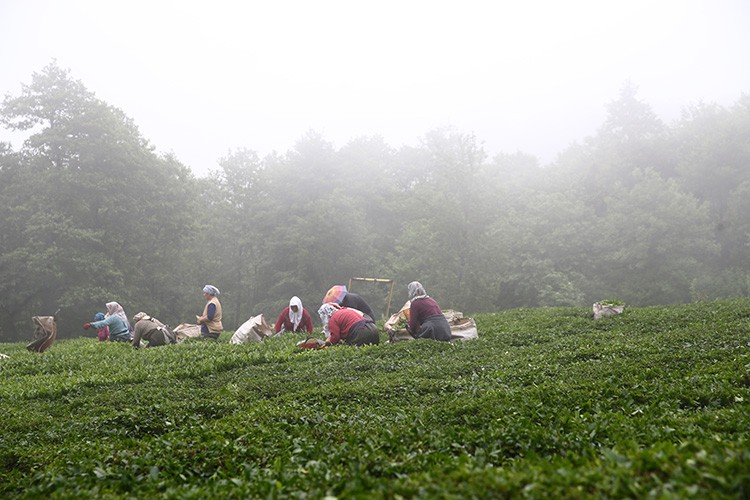 Giresun'da yeni sürgün çay hasadına başlandı