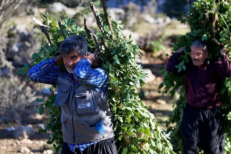 Kilosu 3,5-3,8 liradan toptancılara satılıyor