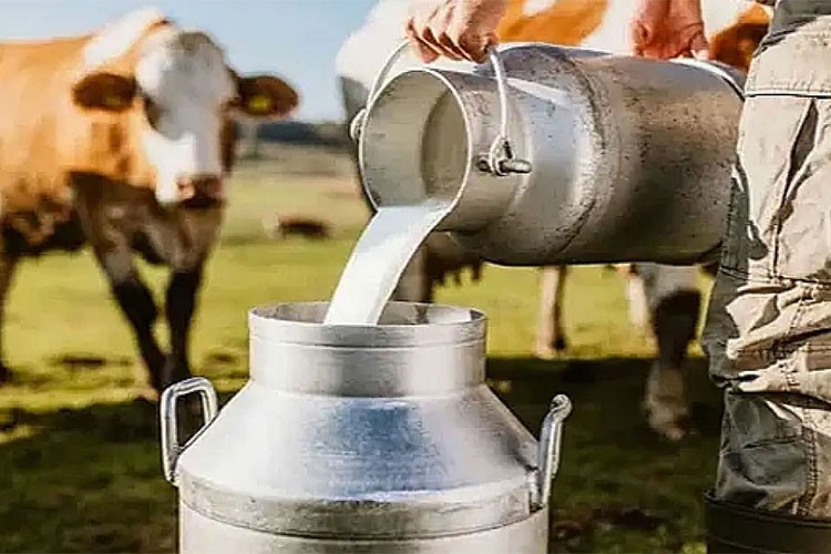 Toplanan nek sütü miktarı yüzde 10,6 arttı