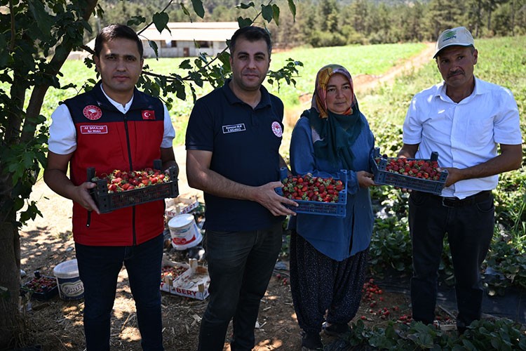 Soğuk hava deposunda saklanan çilekler 50 ülkeye gönderiliyor
