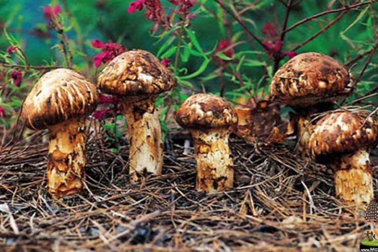 İhracat yoluyla ekonomiye de katkı sağlıyor