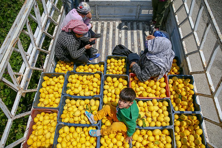 Deprem nedeniyle tarlada kalan ürünler toplanıyor