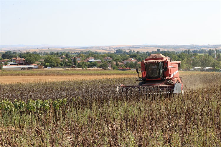 Edirne'de ayçiçeği hasadı başladı