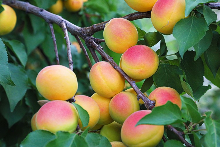 Türkiye 6 üründe dünyada birincisi