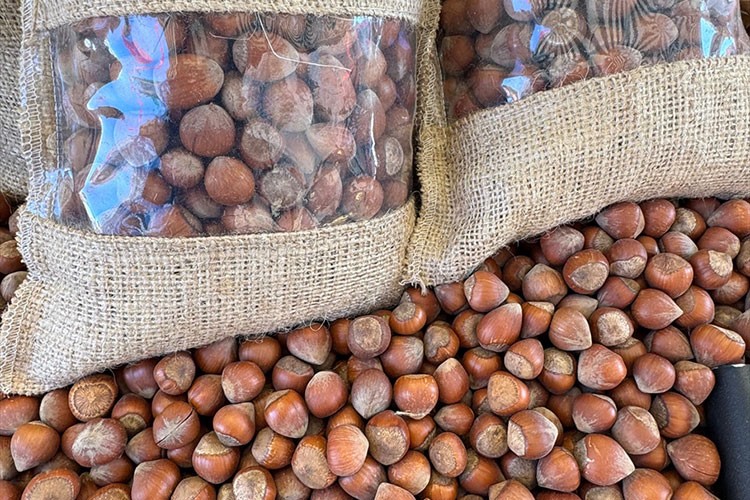 Kahverengi kokarca popülasyonu araştırılıyor