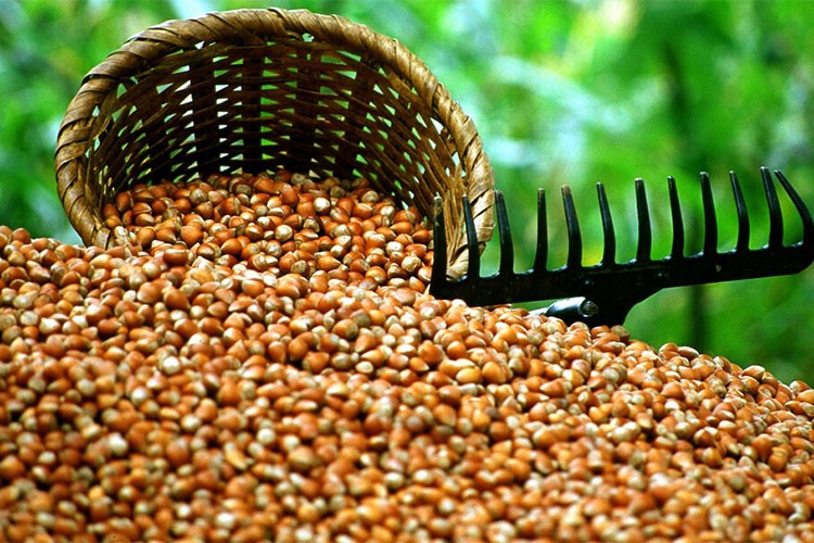 Ticaret borsalarında 174 bin ton fındık işlem gördü