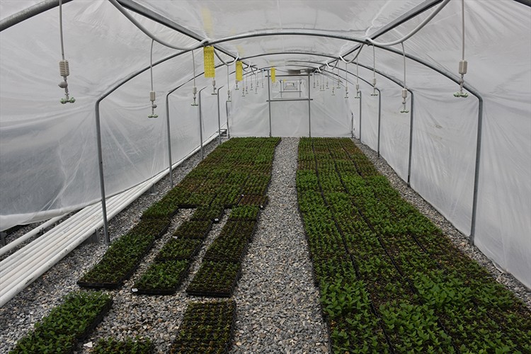 Klonlanan meyve fidanları 15 ülkeye gönderiliyor