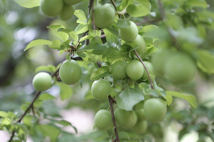 Erik hasadı başladı