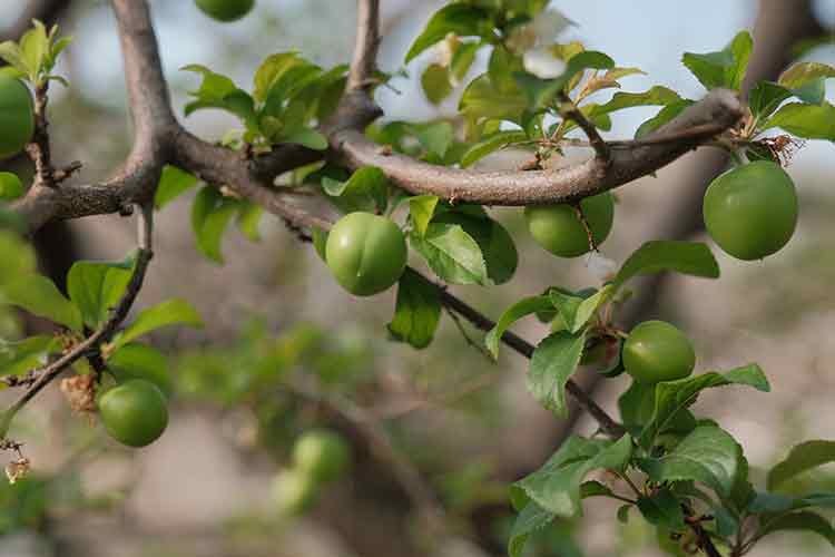 Mersin'de örtü altı erik hasadı başladı
