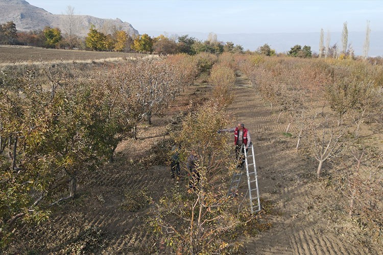 Meyve genetik mirası gelecek için korunuyor