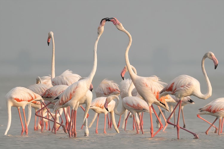 Adana'daki Akyatan Lagünü flamingolarla renklendi