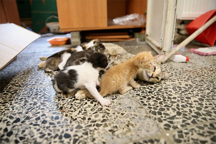 "Kıllı", sahipsiz 4 yavruya da annelik yapıyor