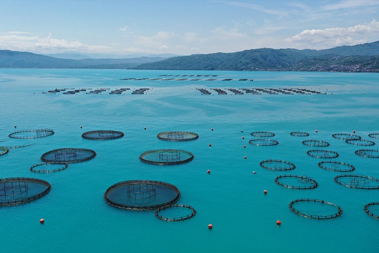 Ordu'da kafes balıkçılığı tesislerinde 6 bin ton üretim gerçekleşti
