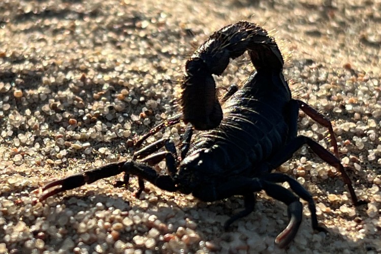 'Afrika'nın Ölümcül Avcıları: Beklenmedik Katiller Özel' National Geographic WILD Ekranlarında!