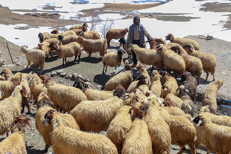Norduz koyunu sayısı desteklerle artırılacak