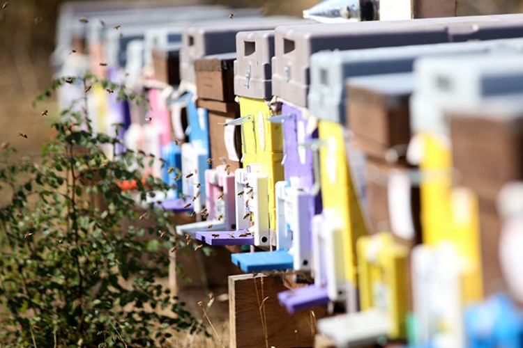 Aşırı sıcaklar ve kuraklık Trakya'da bal verimini düşürdü