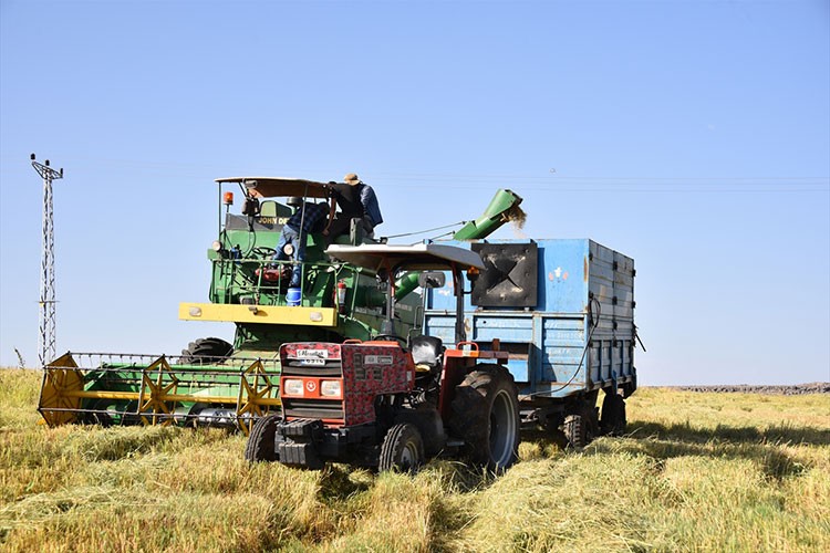 Tescilli Karacadağ pirincinin üretim alanı devlet desteğiyle artıyor