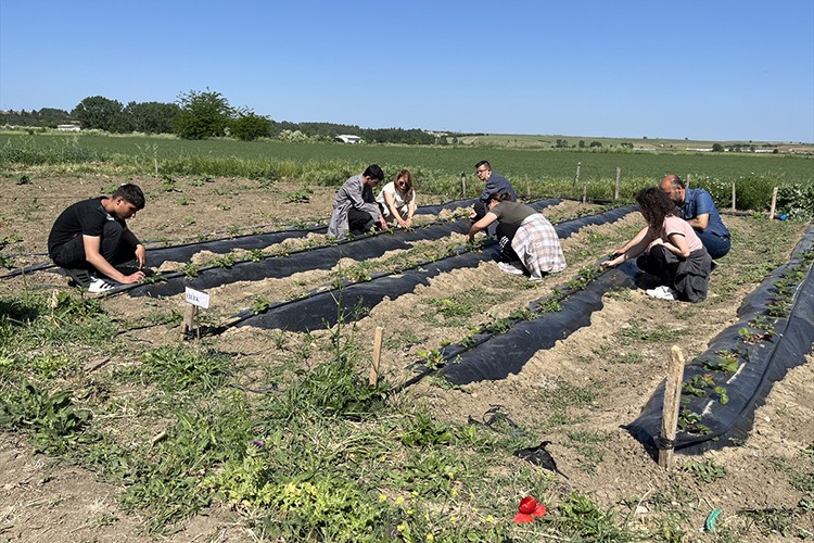 Öğrenciler, seralarında çilek, biber ve domates yetiştiriyor