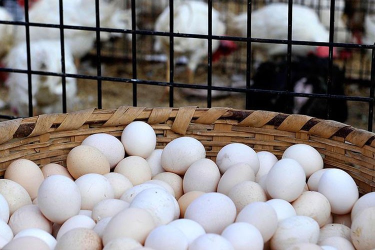 Borsa Meydanı'nda yumurta sektörü masaya yatırıldı