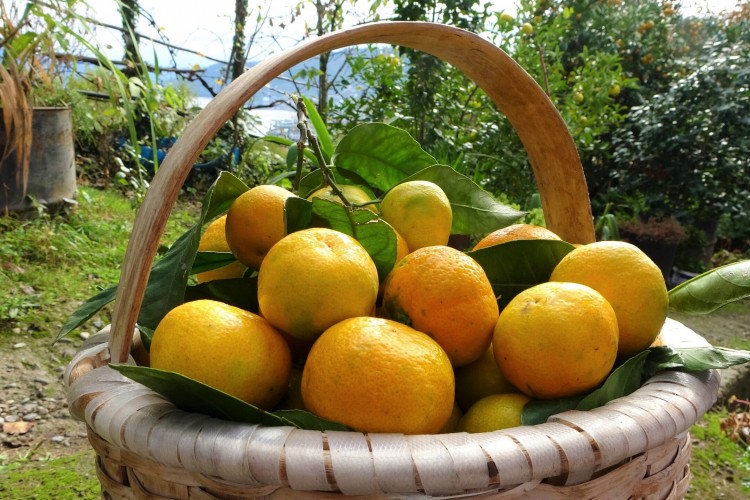 Limon ve portakal üreticisini sevindirdi