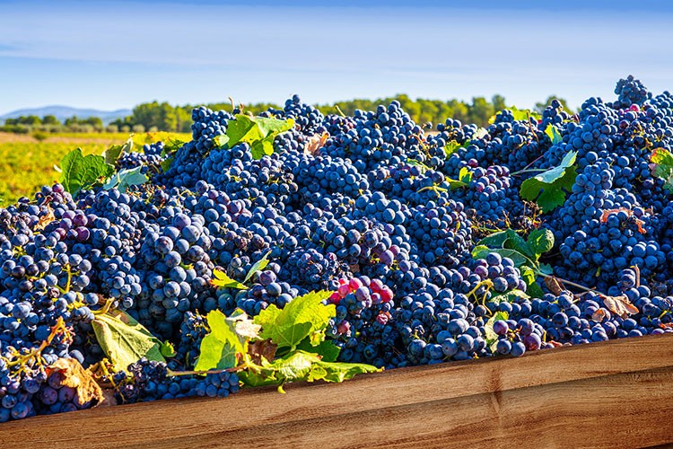 Sarı yazda bağ bozumu ve festival rotaları