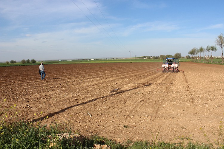 Pamuk toprakla buluştu