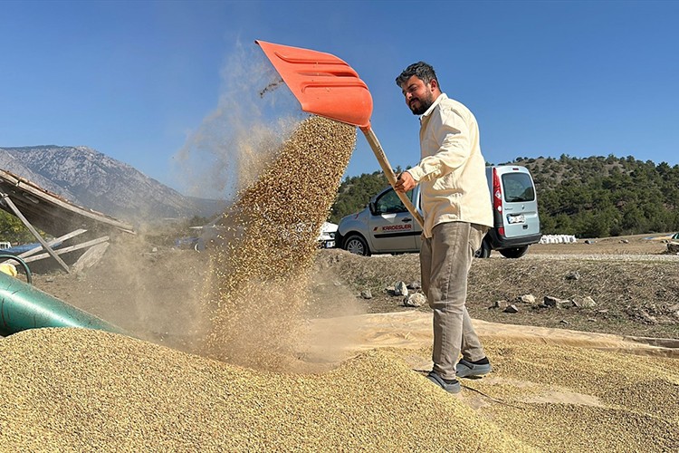 Çorum'da çeltikler geleneksel yöntemle kurutuluyor