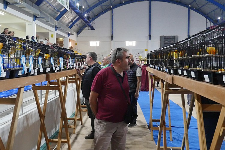 Balıkesir'de en güzel kanaryalar yarıştı