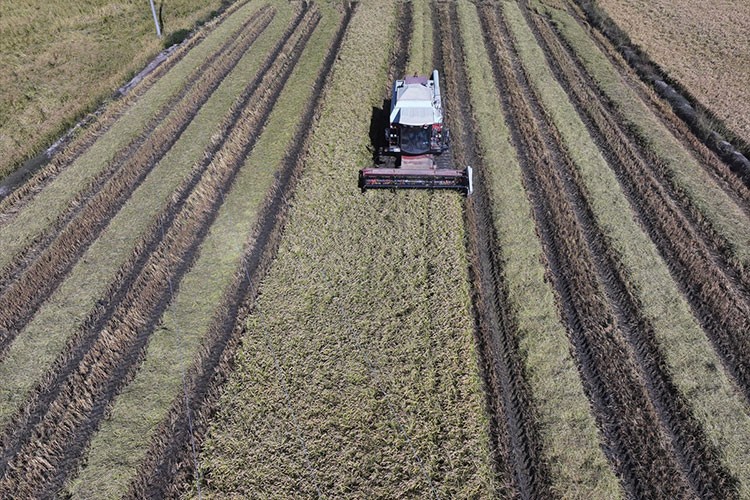 Edirne'deki çeltik üreticileri verimden memnun