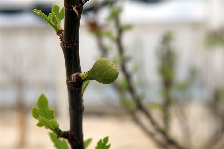 Serada incir projesi meyvelerini veriyor