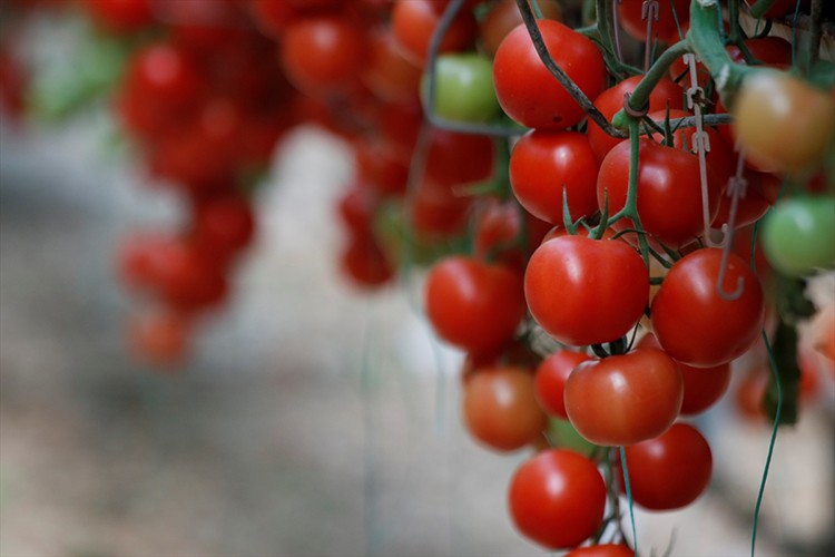 Domates ihracatından 129 milyon dolar geldi