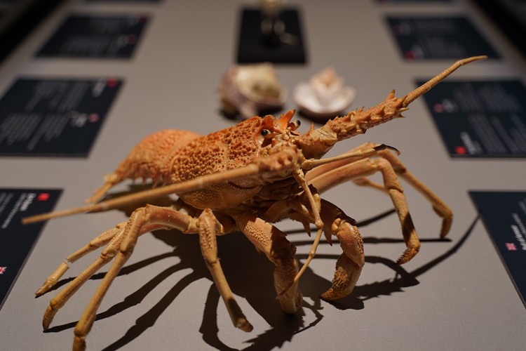 Animal Inside Out sergisi İstanbul Cevahir'de