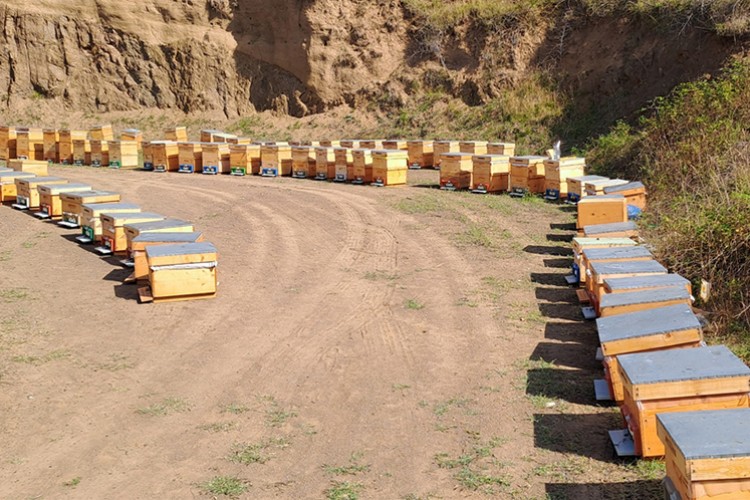 Sakarya balında bu yıl 16 bin ton rekolte bekleniyor