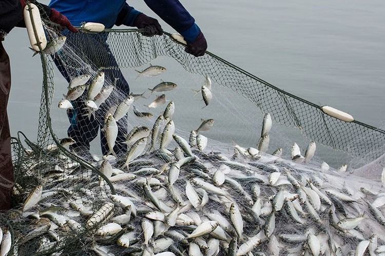 Doğu Karadeniz'in su ürünleri ihracatı 47,8 milyon doları aştı