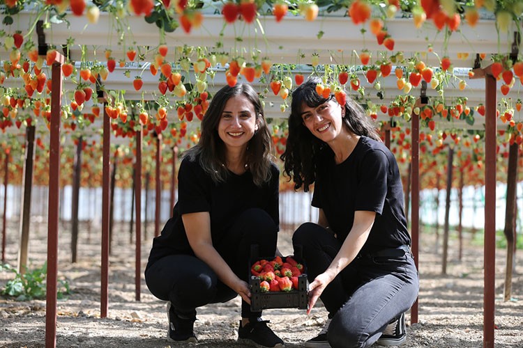 Topraksız tarım yöntemiyle çilek üretiyorlar