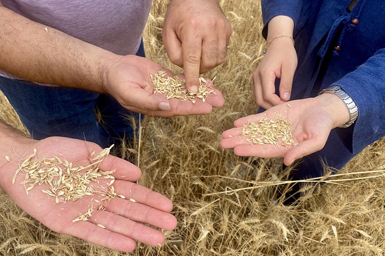 Bozkırın topraklarına uygun hububat deneme ekimleriyle belirleniyor