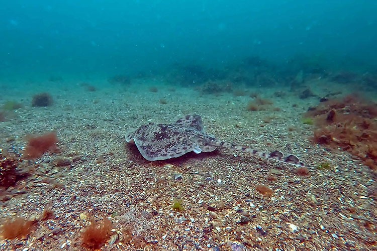 Marmara'da köpek balıkları ve vatozlar yeni yaşam alanları arıyor