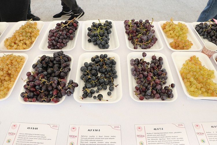 Bağcılık Araştırma Enstitüsü 23 üzüm çeşidi geliştirdi