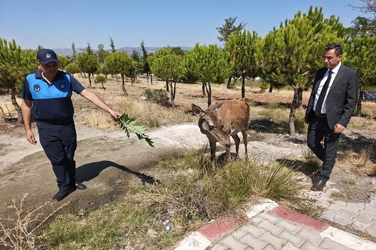 Burdur'da doğaya bırakılan geyik Salda Gölü'ne indi