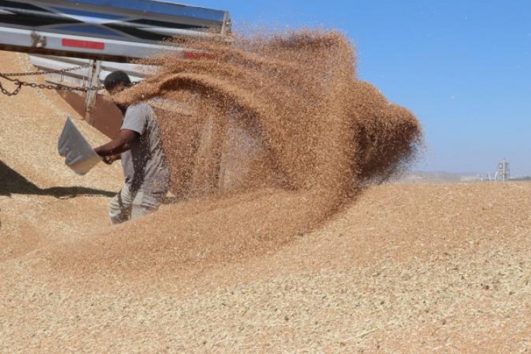 Güneydoğu'nun ocakta hububat ihracatı 282 milyon dolara ulaştı