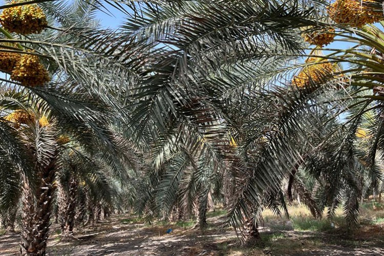 İklim değişikliği Ürdün'de hurma üretimini tehdit ediyor