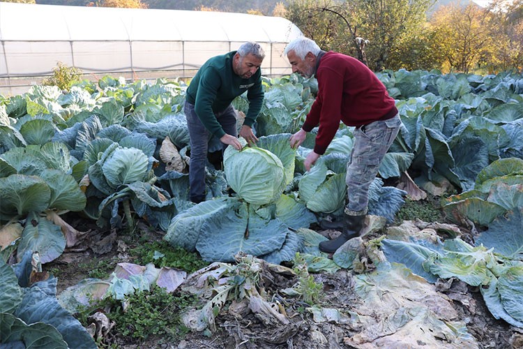 "Eskipazar lahanası"nda 1300 ton rekolte bekleniyor