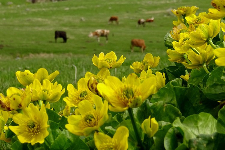 Sarıkamış'ın doğası yağışlarla renklendi