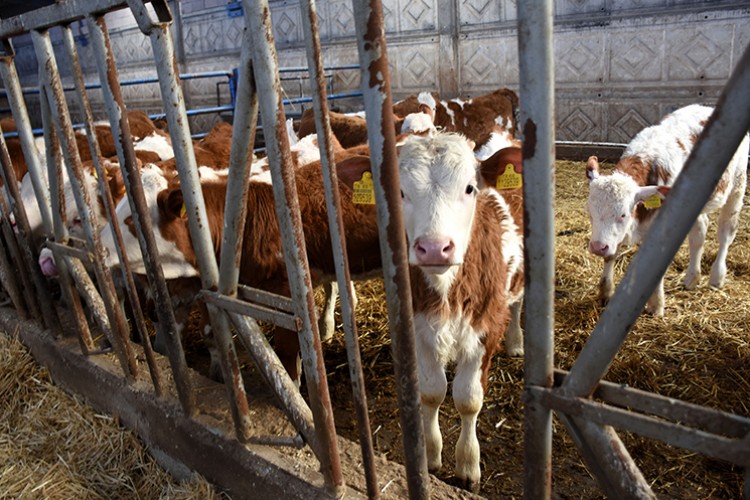 Vitamin desteği süt verimliliğini artırıyor