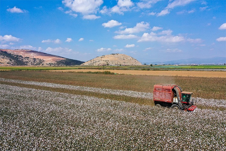 Pamuk artan verimiyle üreticileri sevindirdi